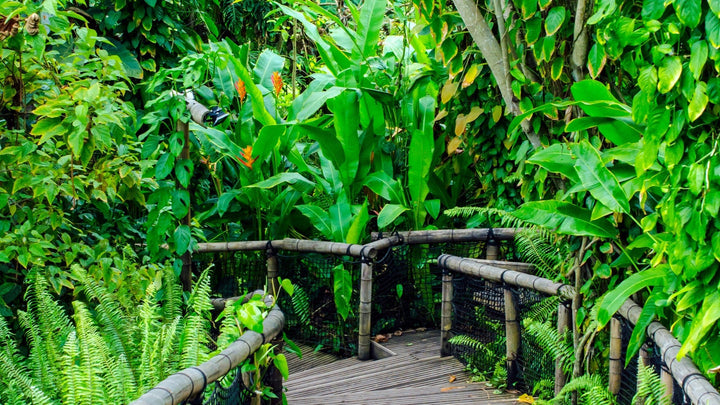 Travel With Me- Vallarta Botanical Garden